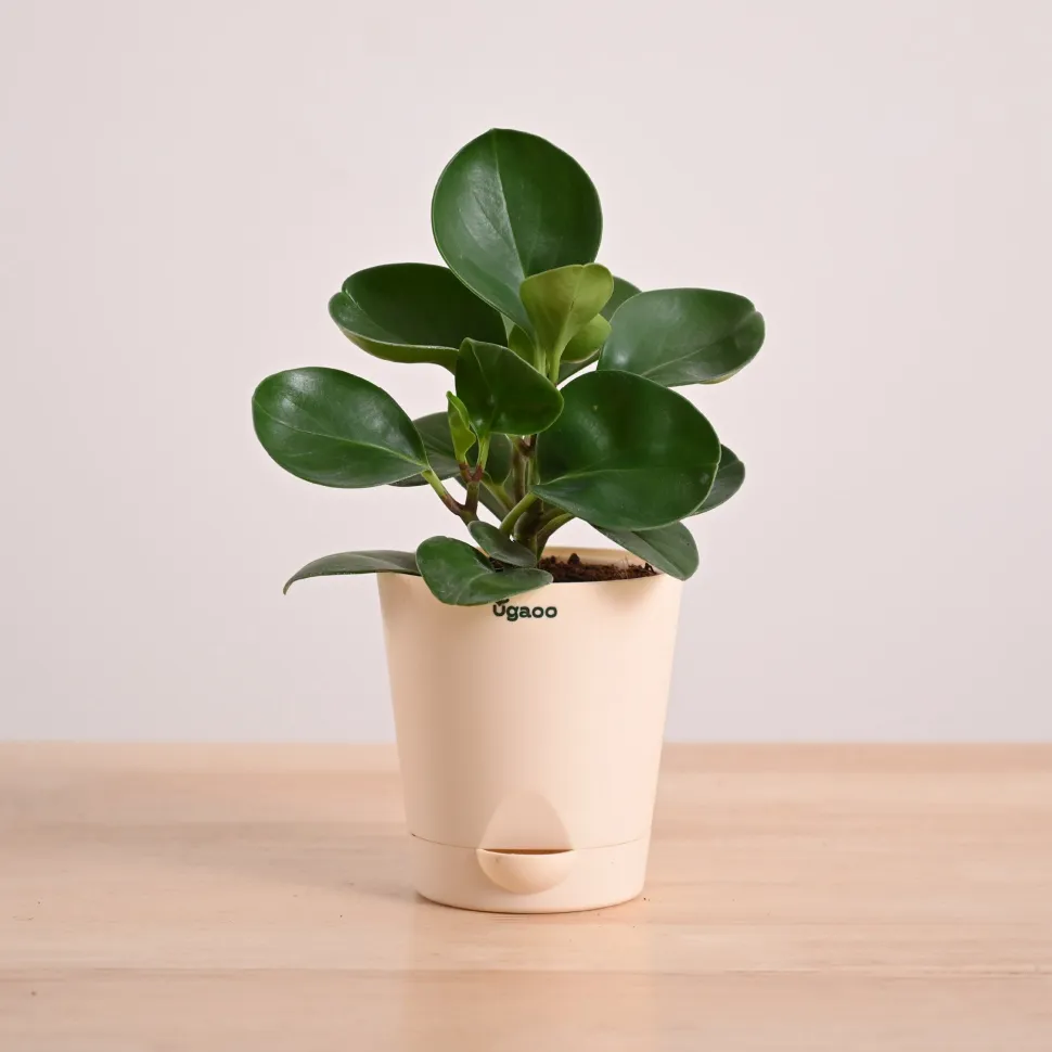 Peperomia Green Plant