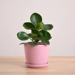 Peperomia Green Plant