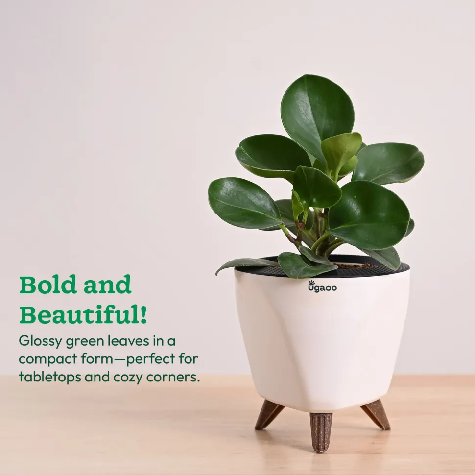 Peperomia Green Plant