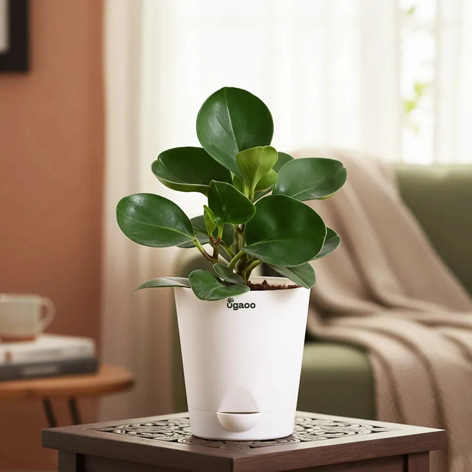 Peperomia Green Plant