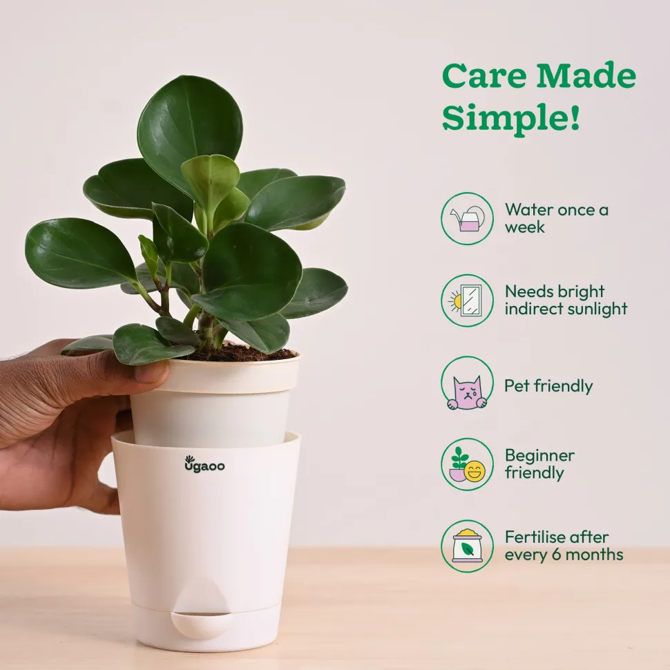 Peperomia Green Plant