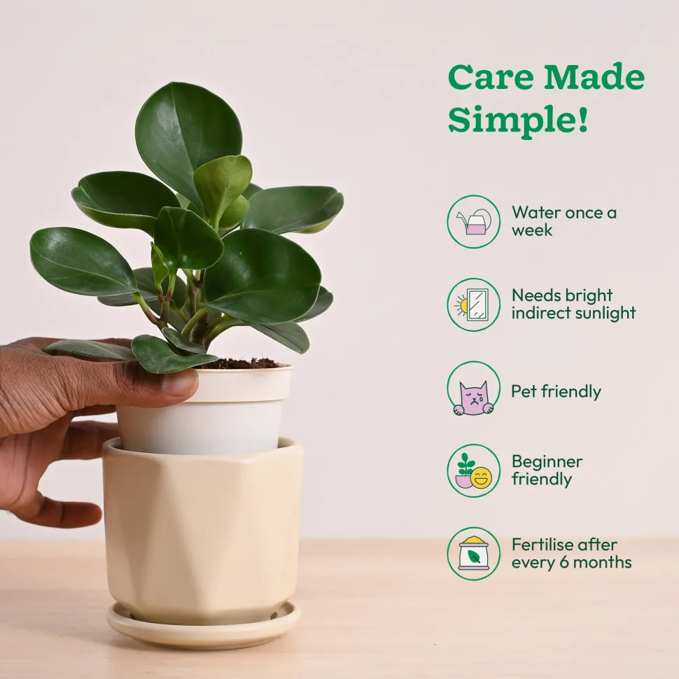 Peperomia Green Plant