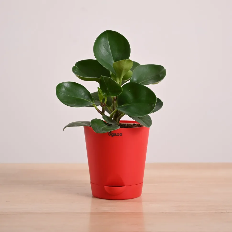 Peperomia Green Plant