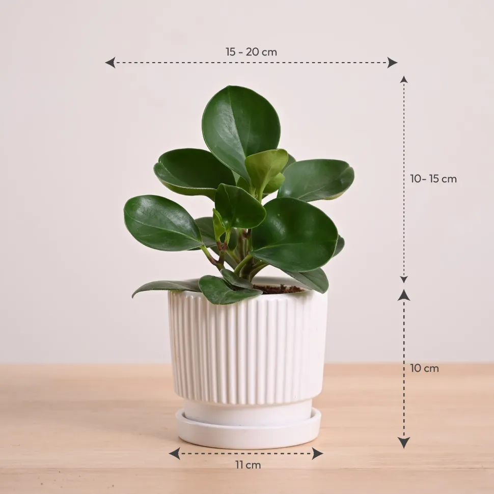 Peperomia Green Plant