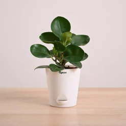 Peperomia Green Plant