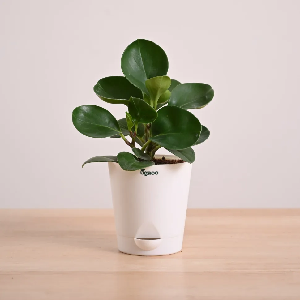 Peperomia Green Plant
