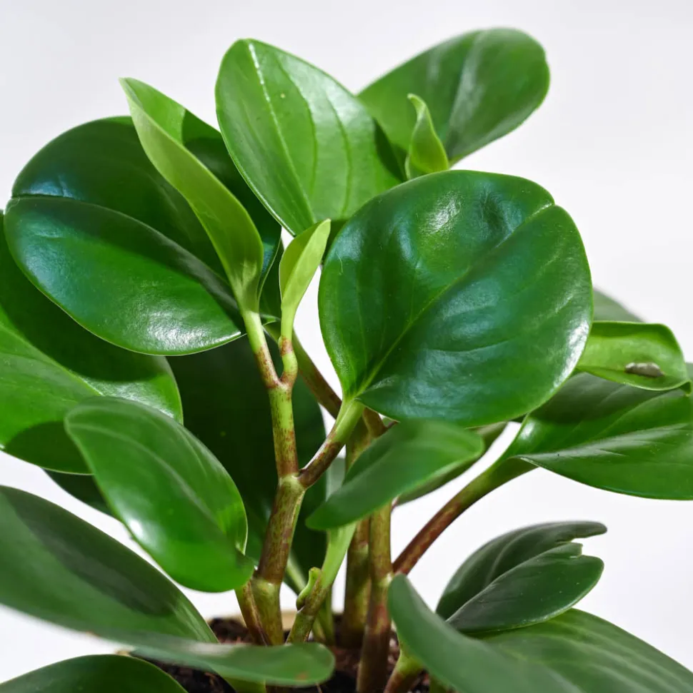Peperomia Green Plant