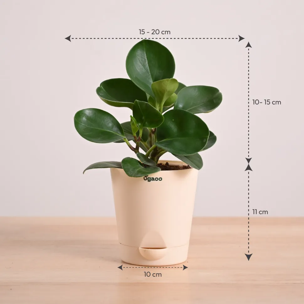 Peperomia Green Plant