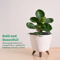 Peperomia Green Plant