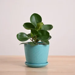Peperomia Green Plant