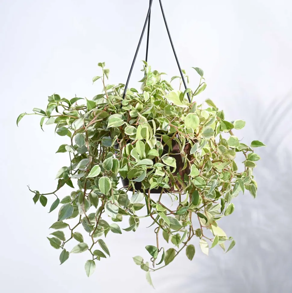 Peperomia Variegated Creeper With Hanging Pot