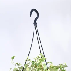 Peperomia Variegated Creeper With Hanging Pot
