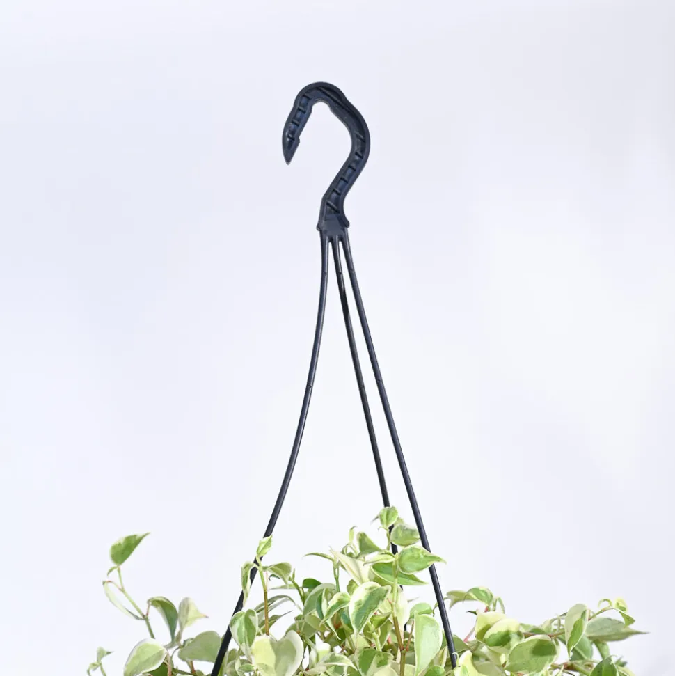 Peperomia Variegated Creeper With Hanging Pot