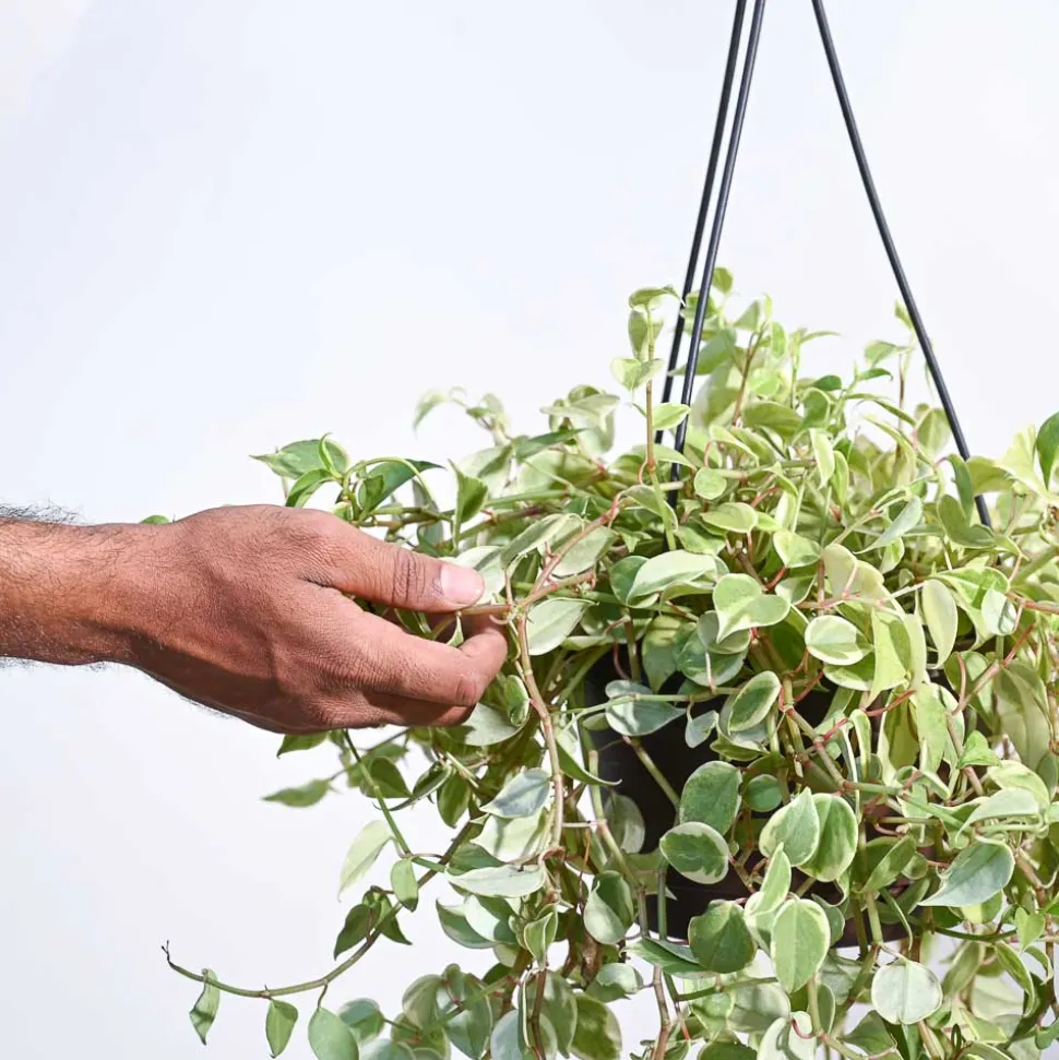 Peperomia Variegated Creeper With Hanging Pot