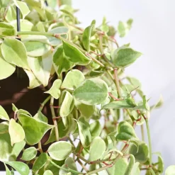 Peperomia Variegated Creeper With Hanging Pot
