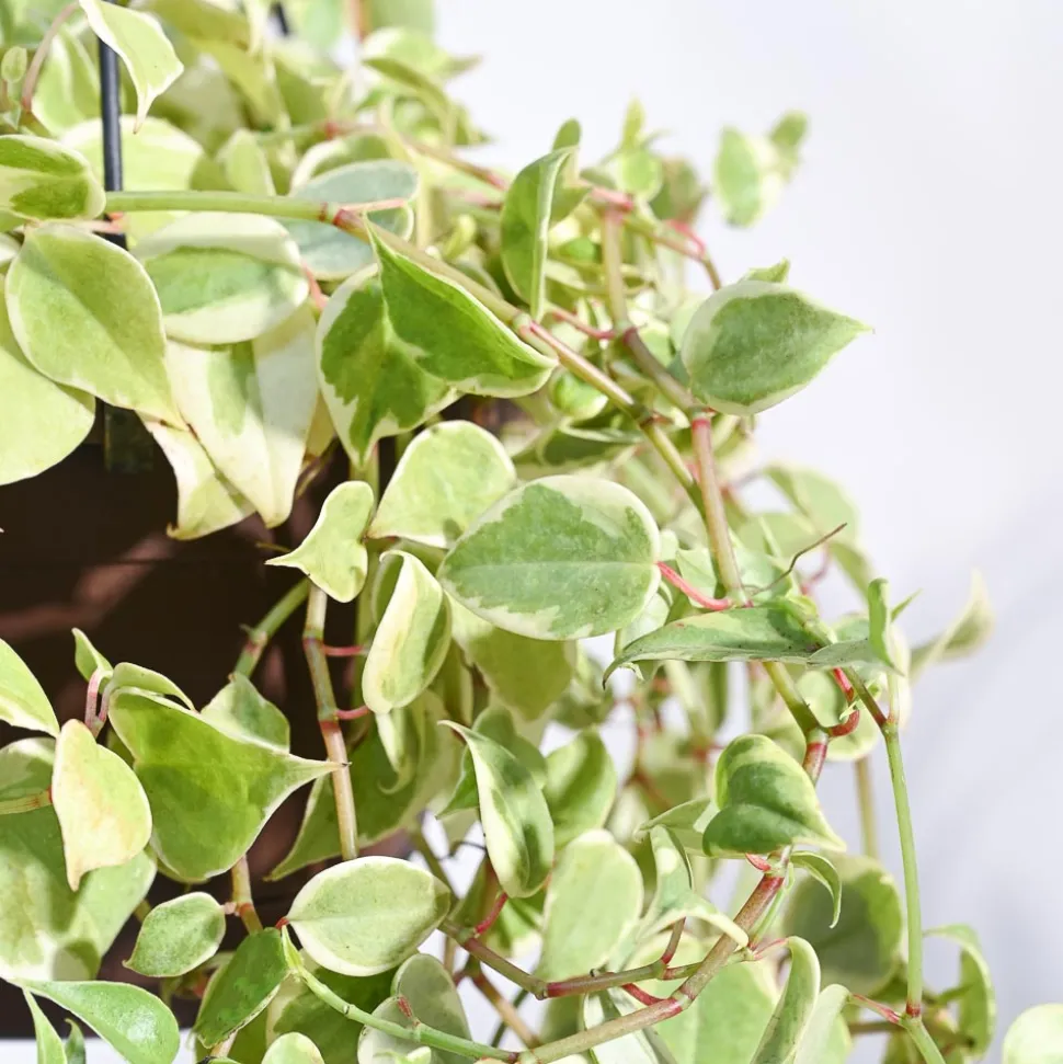 Peperomia Variegated Creeper With Hanging Pot