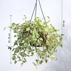 Peperomia Variegated Creeper With Hanging Pot