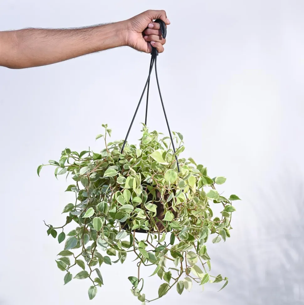Peperomia Variegated Creeper With Hanging Pot