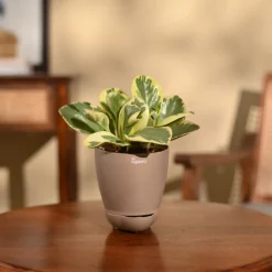 Peperomia Variegated Plant