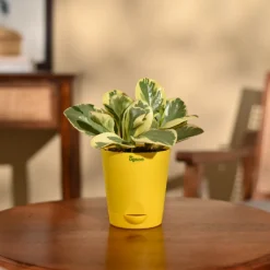 Peperomia Variegated Plant