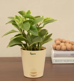 Peperomia Variegated Plant
