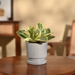 Peperomia Variegated Plant