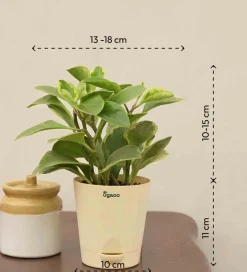 Peperomia Variegated Plant