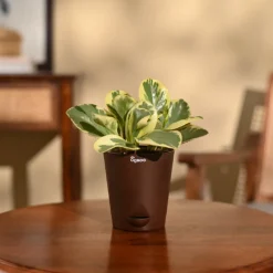 Peperomia Variegated Plant