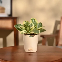 Peperomia Variegated Plant