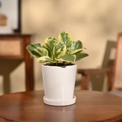 Peperomia Variegated Plant