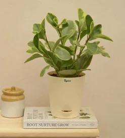 Peperomia Variegated Plant