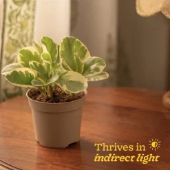 Peperomia Variegated Plant