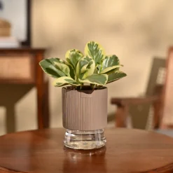 Peperomia Variegated Plant