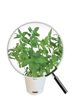 Peppermint Plant