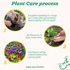 Petunia Mix Seeds