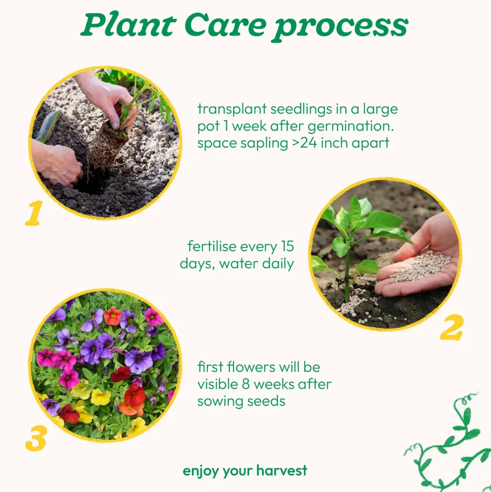 Petunia Mix Seeds