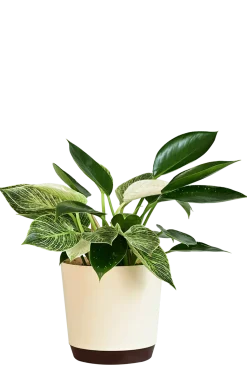 Philodendron Birkin and Philodendron Congo Plant Bouquet