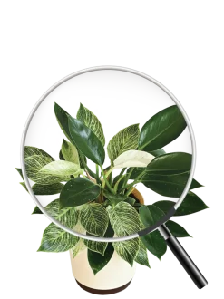 Philodendron Birkin and Philodendron Congo Plant Bouquet