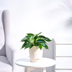 Philodendron Birkin Plant