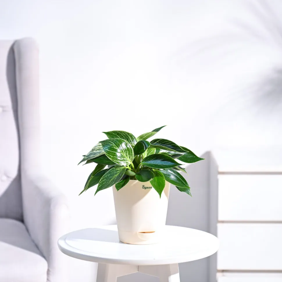 Philodendron Birkin Plant