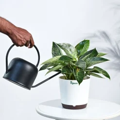 Philodendron Birkin Plant