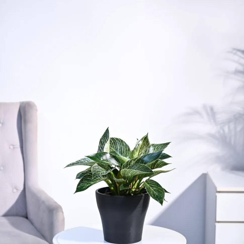 Philodendron Birkin Plant