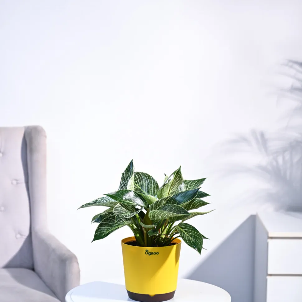 Philodendron Birkin Plant