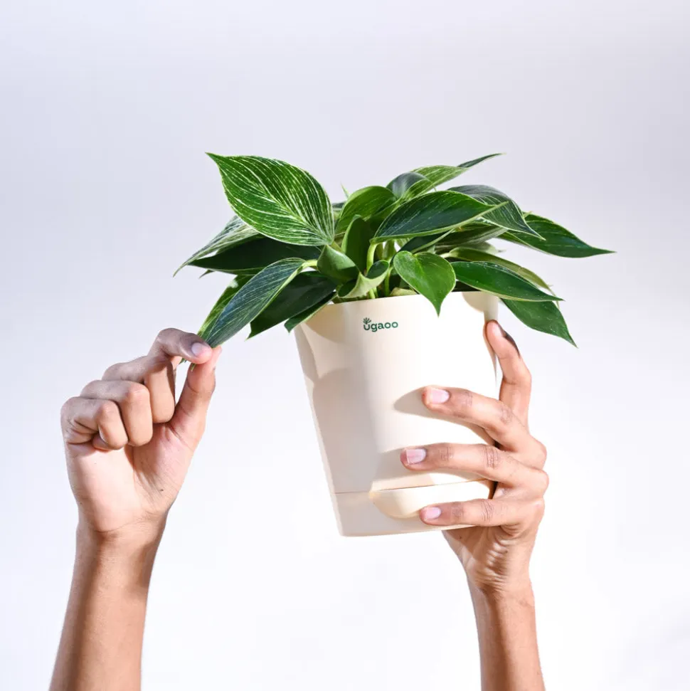 Philodendron Birkin Plant