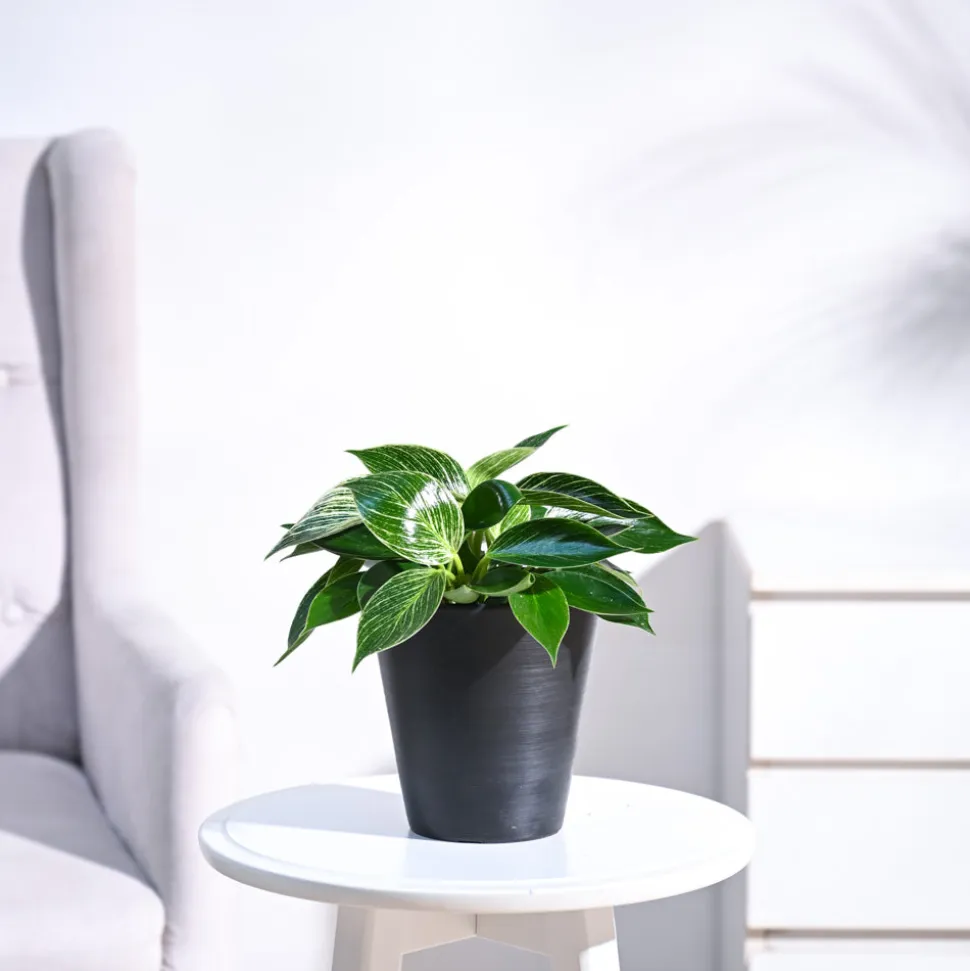 Philodendron Birkin Plant