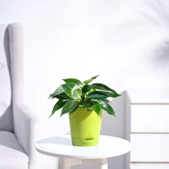 Philodendron Birkin Plant
