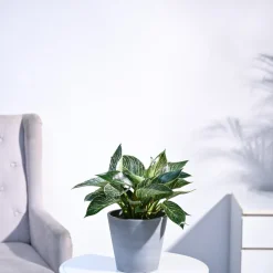Philodendron Birkin Plant