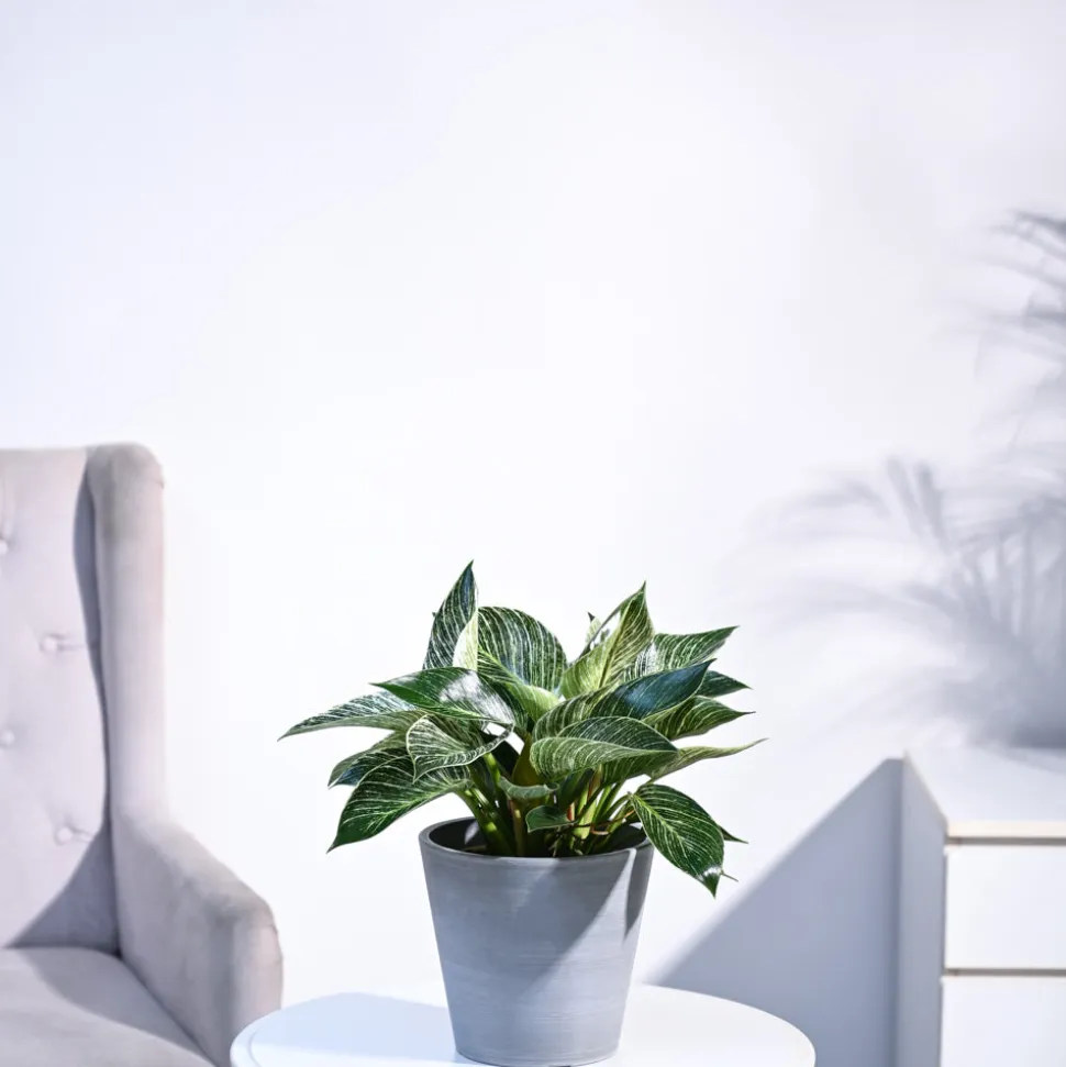Philodendron Birkin Plant