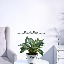 Philodendron Birkin Plant