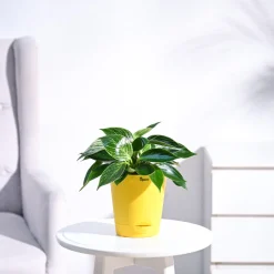 Philodendron Birkin Plant